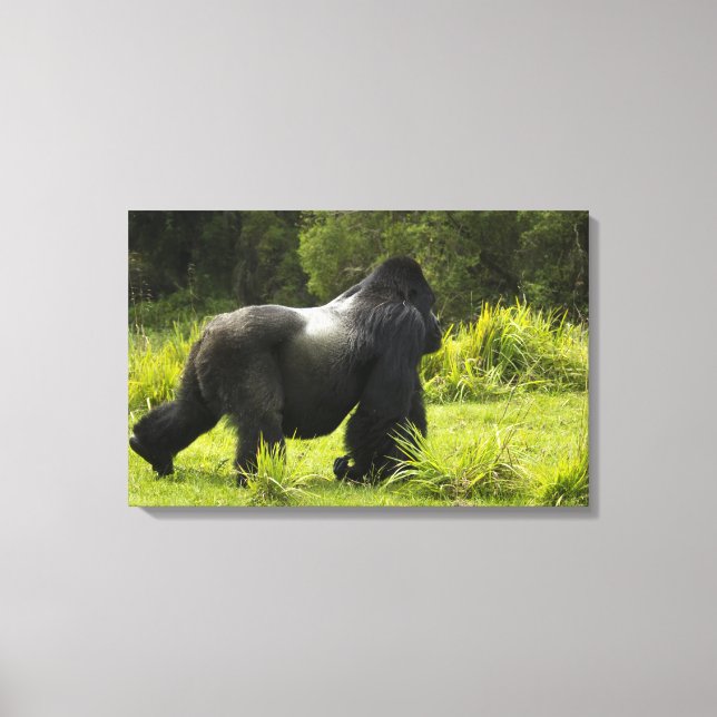 Rwanda, Volcanoes National Park Canvas Print (Front)