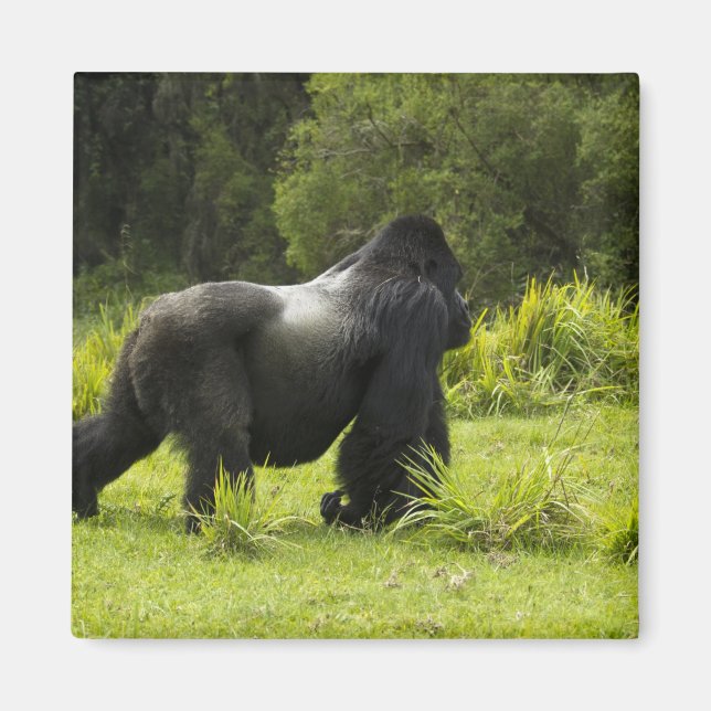 Rwanda, Volcanoes National Park Magnet (Front)