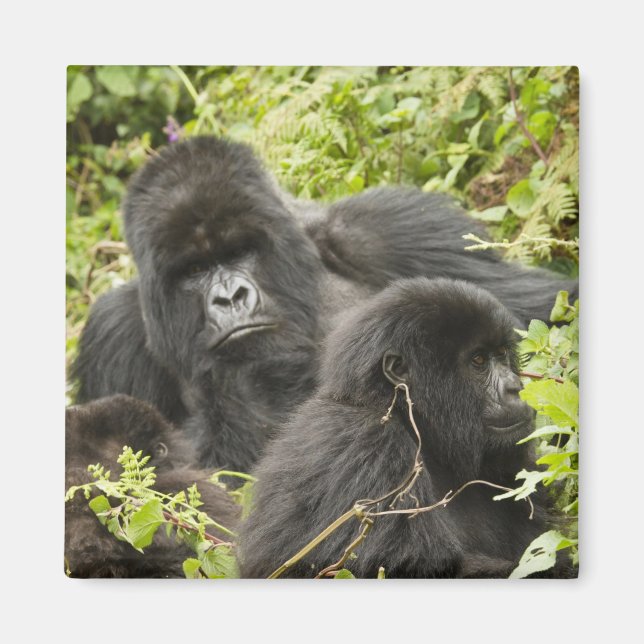 Rwanda, Volcanoes National Park Magnet (Front)