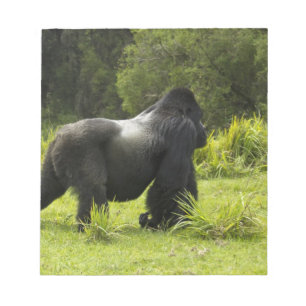 Rwanda, Volcanoes National Park Notepad