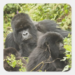 Rwanda, Volcanoes National Park Square Sticker