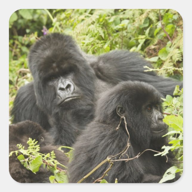 Rwanda, Volcanoes National Park Square Sticker (Front)