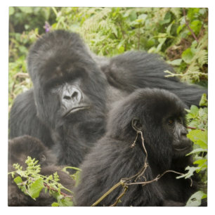 Rwanda, Volcanoes National Park Tile