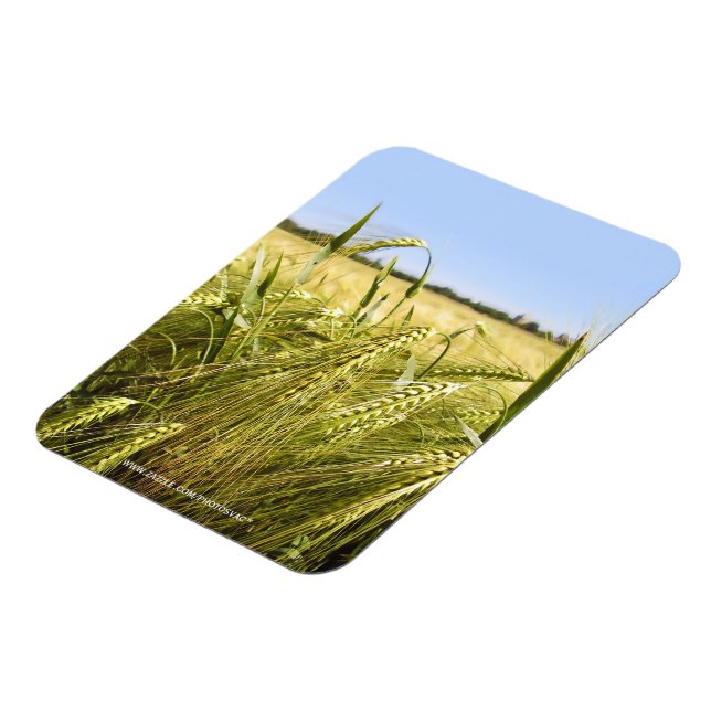 Rye Grain Botanical Nature Magnet (Left Side)