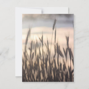 Rye Growing Tall at Sunset Postcard