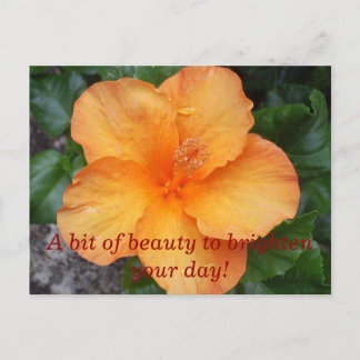 S5030253, A bit of beauty to brighten your day! Postcard