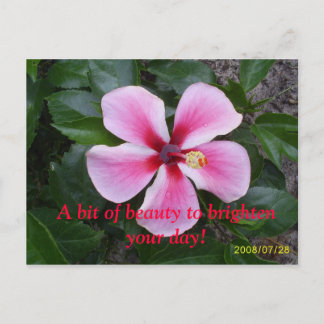S5030254, A bit of beauty to brighten your day! Postcard