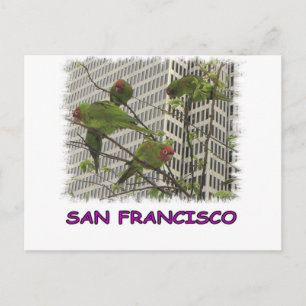 S.F. Wild parrot #6 Postcard