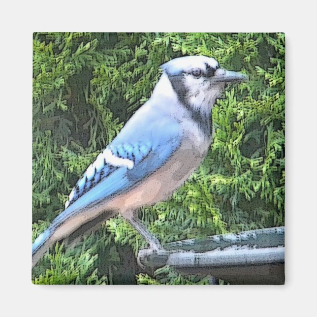 SA- Blue jay magnet (Front)