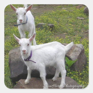 Saanan Goat Kids ~ Square Sticker