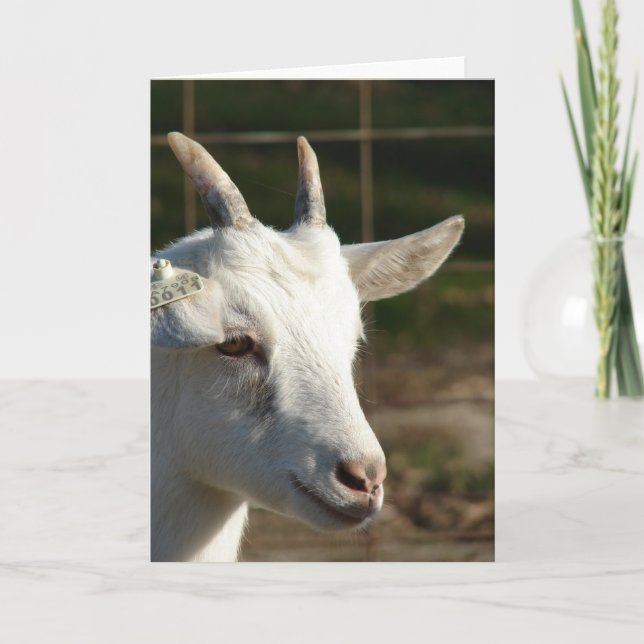 Saanen Goat Card (Front)