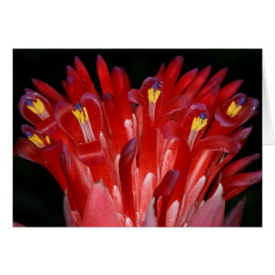 Saba : Pyramidalis de Billbergia