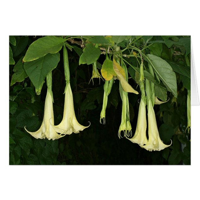 Saba : Suaveolens de Brugmansia (Devant Horizontal)