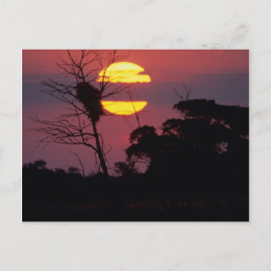 Sabi River At Sunset, Kruger National Park Postcard