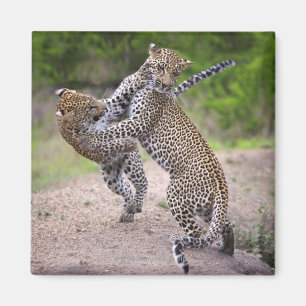 Sabi Sands Conservancy, Mpumalanga Province, Magnet