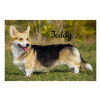 Sable Cardigan Welsh Corgi Dog