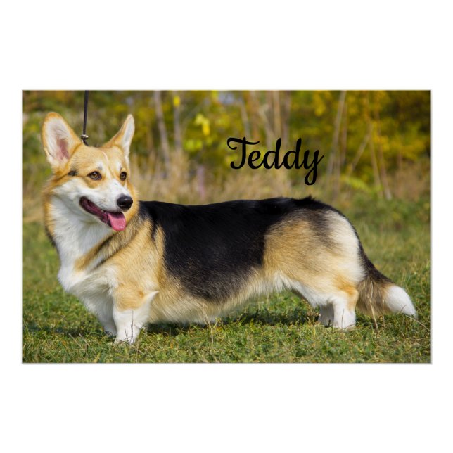 Sable Cardigan Welsh Corgi Dog Poster (Front)