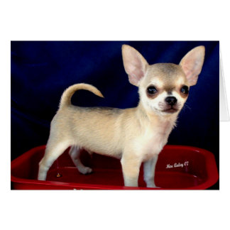 Sable Chihuahua card