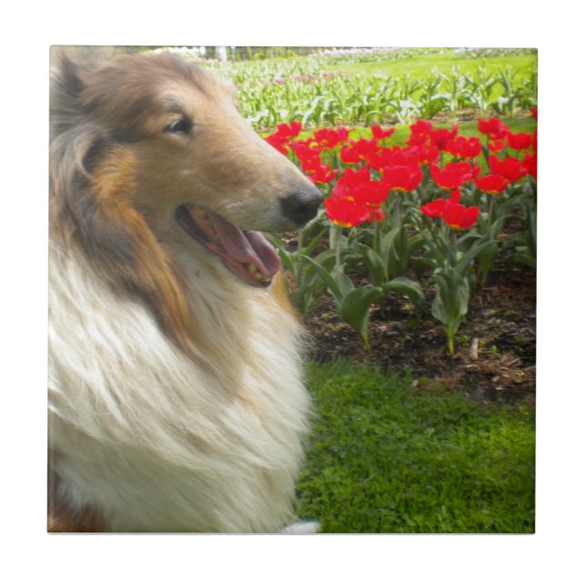 Sable Collie N the Tulips Tile Trivet (Front)
