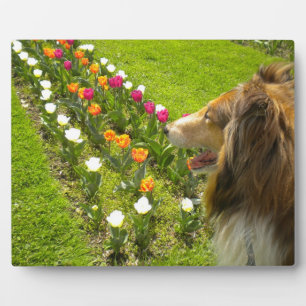 Sable Collie N Tulips Plaque photo
