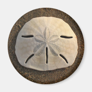 Sable Dollar Mer Shell Beach Magnet