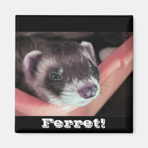 Sable Ferret Magnet