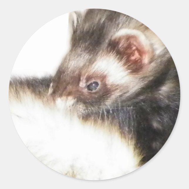 Sable Ferret Picture Classic Round Sticker (Front)