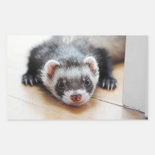 Sable Ferret Sticker
