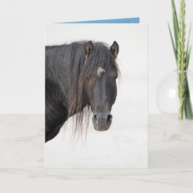 Sable Island Stallion's Profile - Greeting Card (Front)