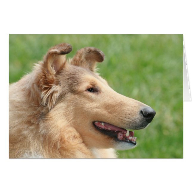 Sable Rough Collie (Front Horizontal)