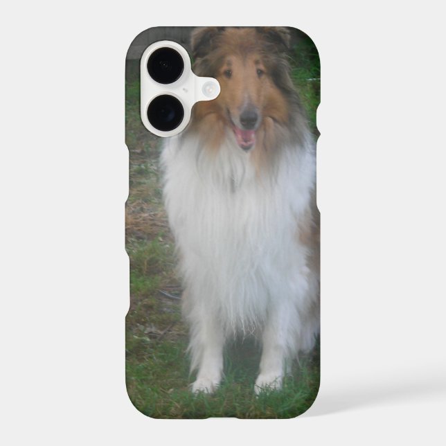 Sable Rough Collie (Back)