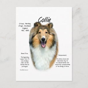 Sable Rough Collie Meet the Breed Postcard