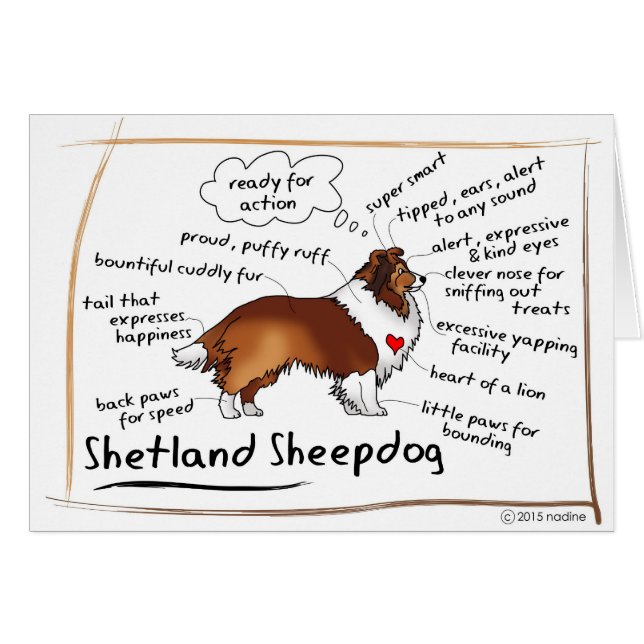 Sable sheltie (Front Horizontal)