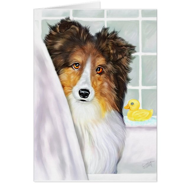Sable Sheltie Bath (Front)