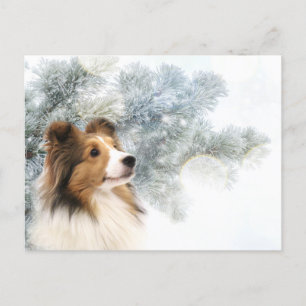 Sable Sheltie Christmas Holiday Postcard