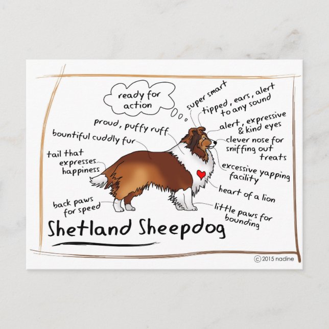 Sable sheltie postcard (Front)