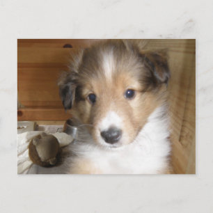Sable Sheltie Pup Postcard