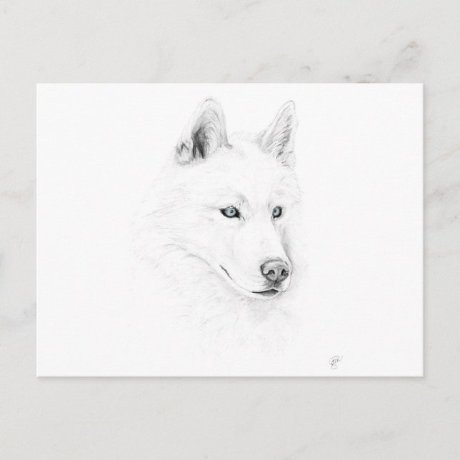Sabre A Siberian Husky Drawing Art Blue Eyes Postcard (Front)