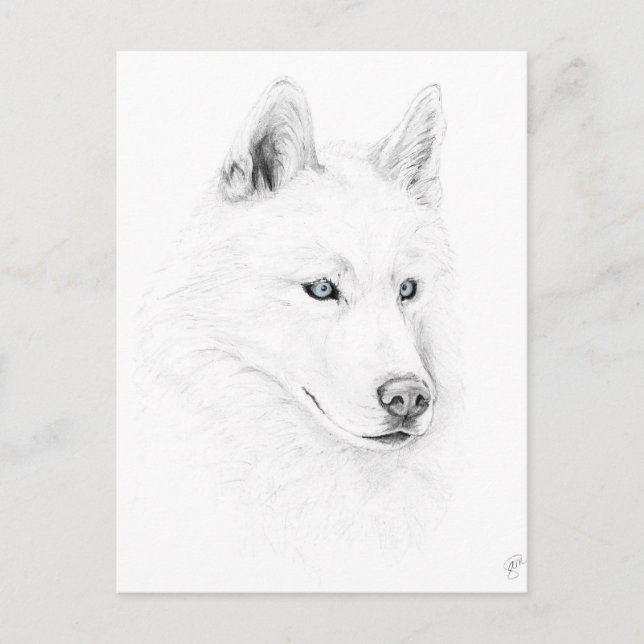 Sabre A Siberian Husky Drawing Art Blue Eyes Postcard (Front)