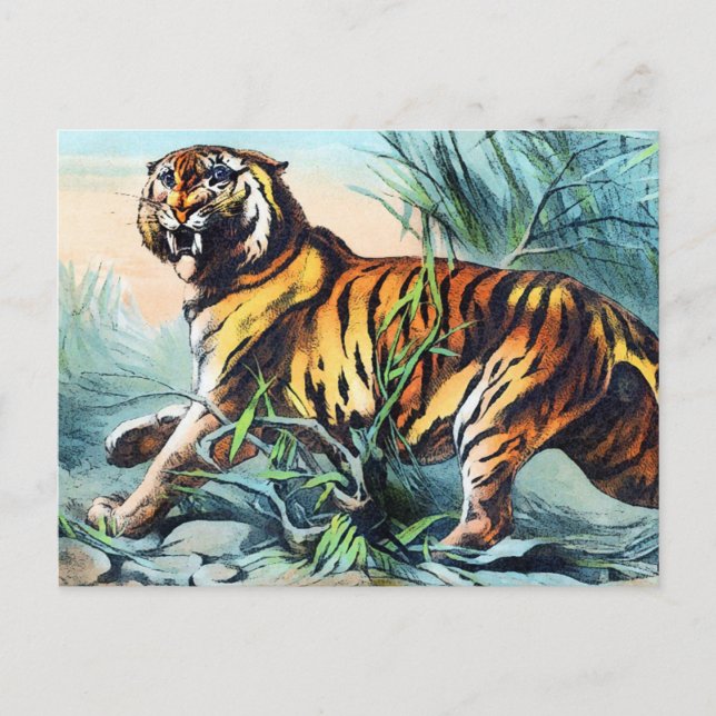 Sabre Toothed Tiger Postcard (Front)