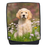 Joli Golden Retriever Chien Chiot Portrait Portrai