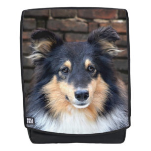 Sac À Dos Sheltie tricolore font face