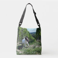 Capo von Oppenheim Jack Russell Terrier, Chien