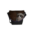 Éclat grincheux de chat