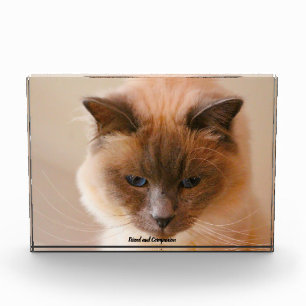 Sacrad Cat Photo Block