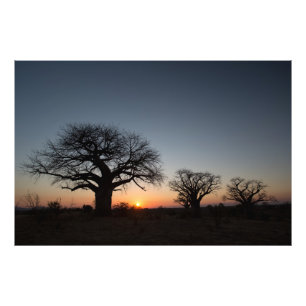 Sacred Baobabs Photo Print