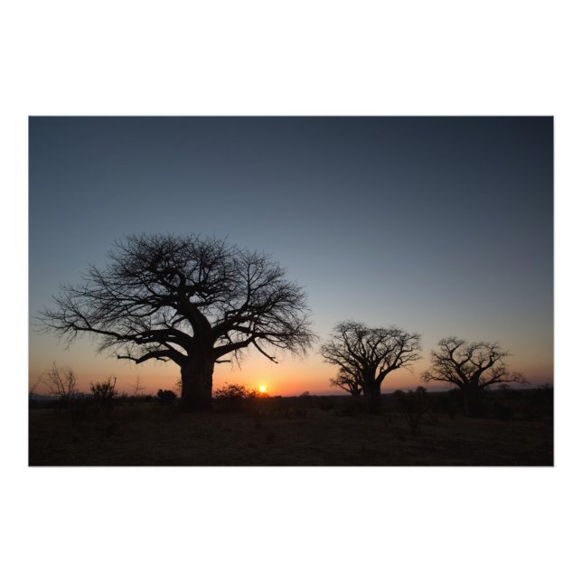 Sacred Baobabs Photo Print (Front)