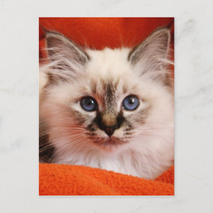 Sacred Birman Kitten Postcard