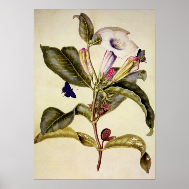 Sacred datura and blue butterfly Poster (Front)
