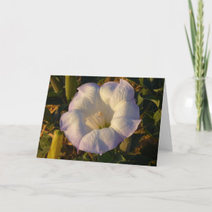 Sacred Datura Flower Desert Wildflower Card